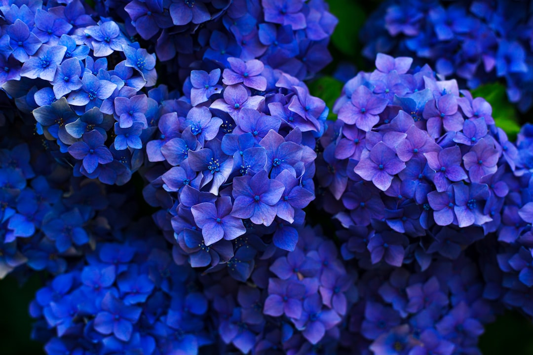 Photo casket, flowers